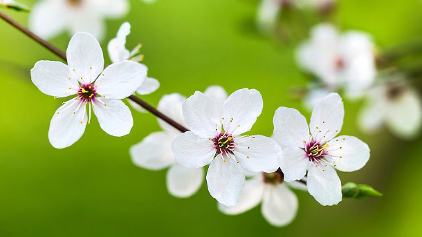 Beautiful white spring flowers in a close up with a green background.