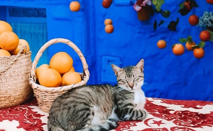 Os pontos fotográficos mais instagramáveis ​​em Chefchaouen