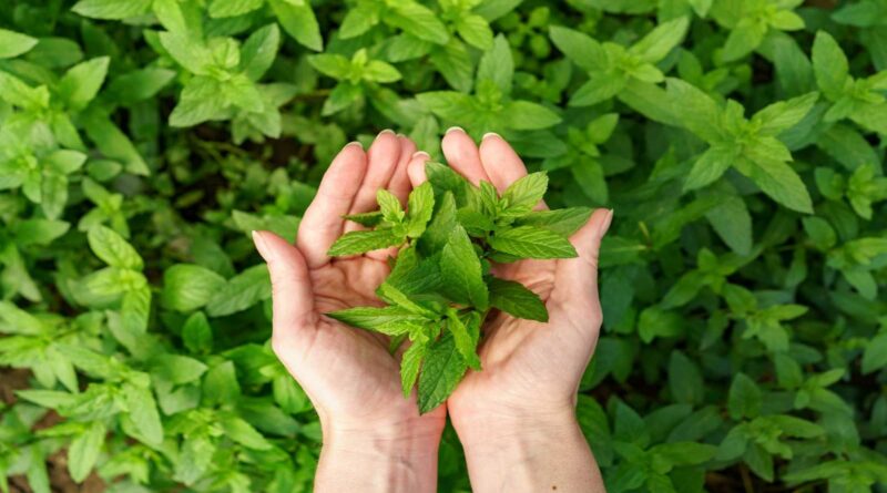 Neem vs Tulsi: as melhores ervas ayurvédicas para sua pele nesta monção