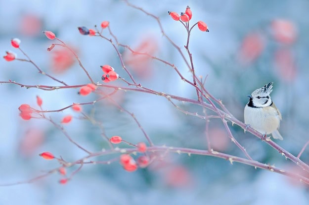 A small winter bird sitting on a branch.