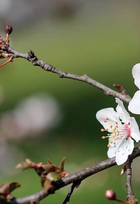 Buds and blooming spring branches of a tree.