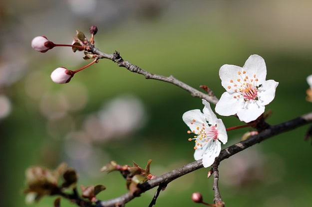 Buds and blooming spring branches of a tree.