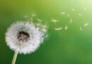 Seeds from a dandelion blowing in the breeze.