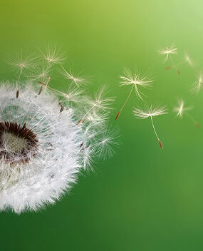 Seeds from a dandelion blowing in the breeze.