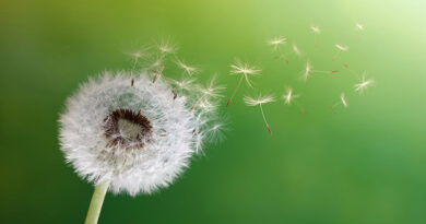 Seeds from a dandelion blowing in the breeze.