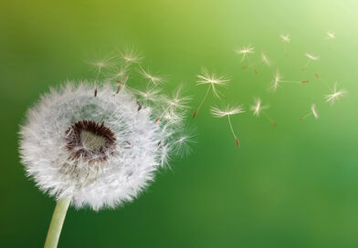 Seeds from a dandelion blowing in the breeze.