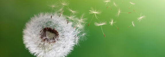 Seeds from a dandelion blowing in the breeze.