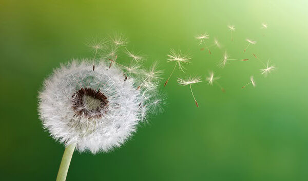 Seeds from a dandelion blowing in the breeze.