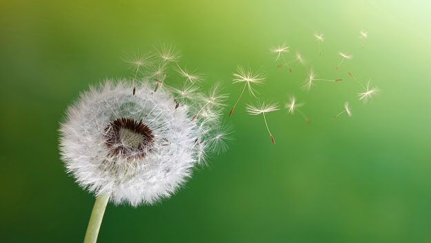 Seeds from a dandelion blowing in the breeze.
