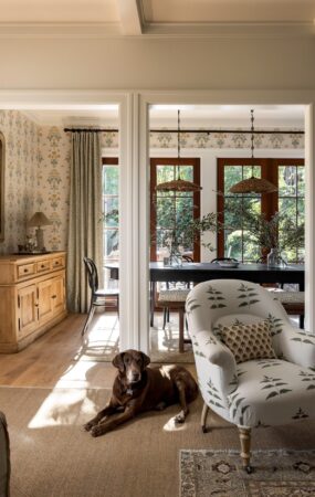 Dog in living room